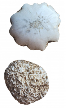 detail_383_scolecite-raw.jpg