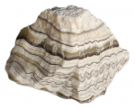 CALCITE - ZEBRA