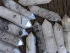 detail_350_quartz-3.jpg