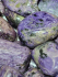 detail_366_chariote-polished.jpg