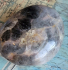 detail_208_moonstone-palm-1.jpg