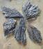 detail_370_witches-broom.jpg