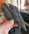 detail_370_witches-hand.jpg