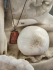 detail_383_scol-raw.jpg