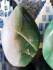 detail_256_aven-flame-3.jpg