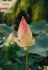 detail_71_lotus.jpg