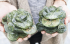 detail_156_money-toads-700.jpg