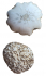 detail_383_scolecite-raw.jpg